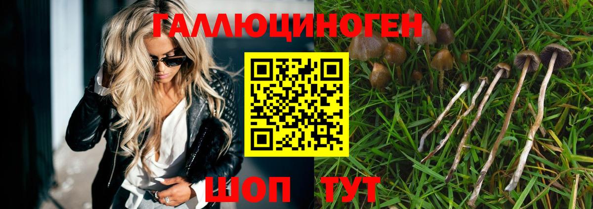 Псилоцибиновые грибы мухоморы  Вольск  Псилоцибиновые грибы Cubensis 